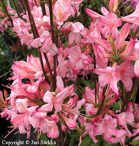 Rhododendron Lights-Ryhm 'Candy Lights', revontuliatsalea